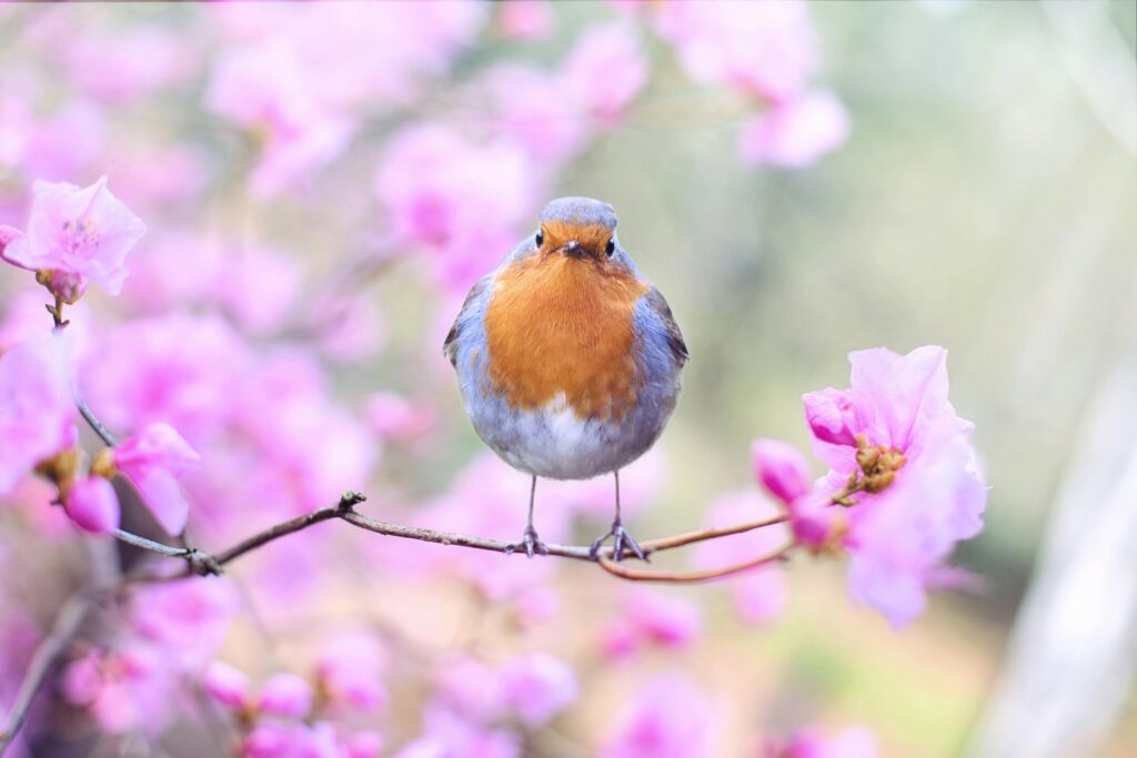 A vibrant European robin perched on a cherry blossom branch in spring.